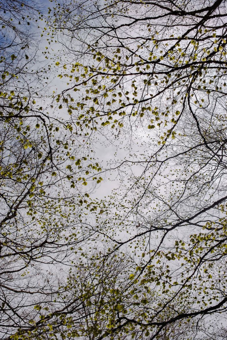 Protendersi verso l'alto. Respirare, trasformare l'energia. Costruire. Imparare il silenzio la vita.